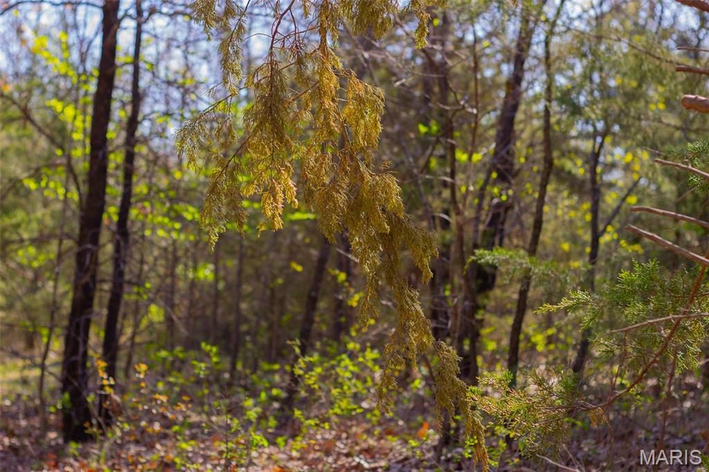 0 Dodds Camp Road Climax Springs, MO 65324 - Photo 16 of 79