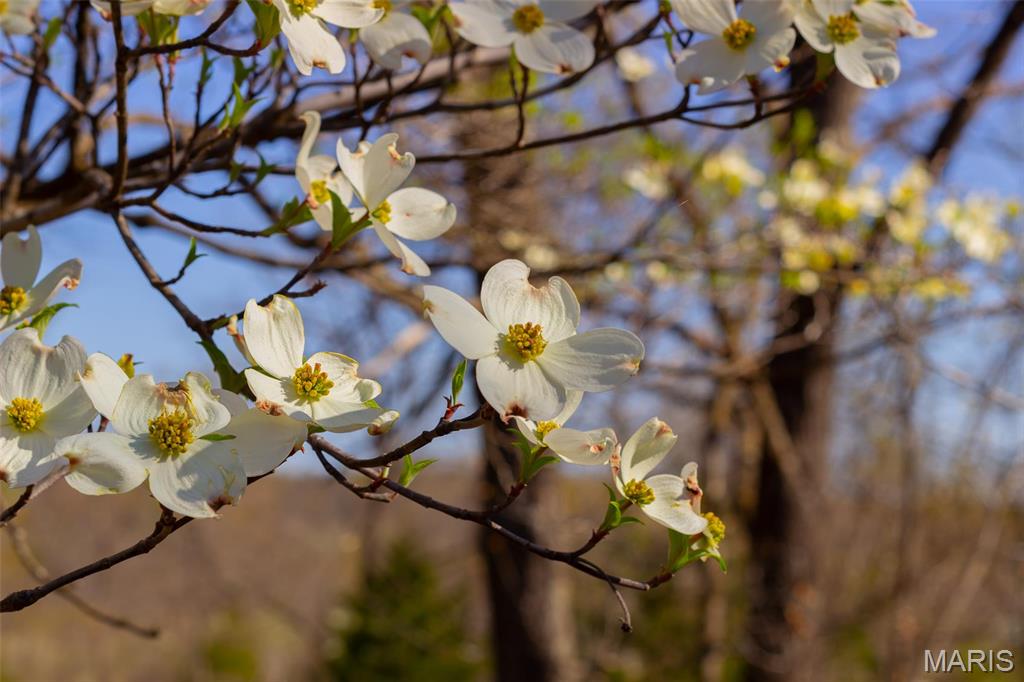 0 Dodds Camp Road Climax Springs, MO 65324 - Photo 17 of 79