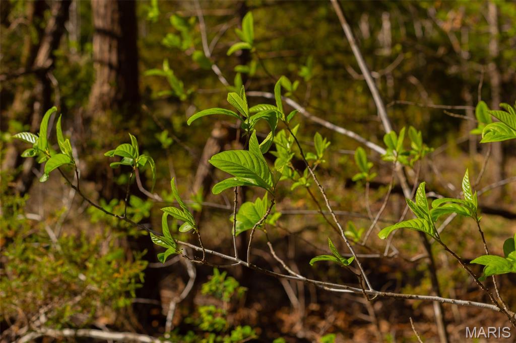 0 Dodds Camp Road Climax Springs, MO 65324 - Photo 19 of 79