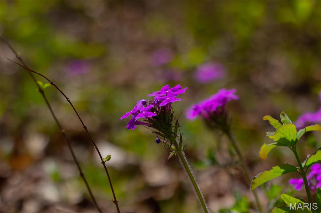 0 Dodds Camp Road Climax Springs, MO 65324 - Photo 39 of 79