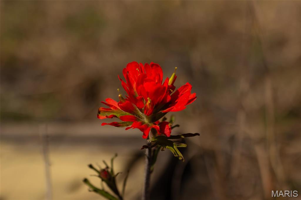 0 Dodds Camp Road Climax Springs, MO 65324 - Photo 44 of 79