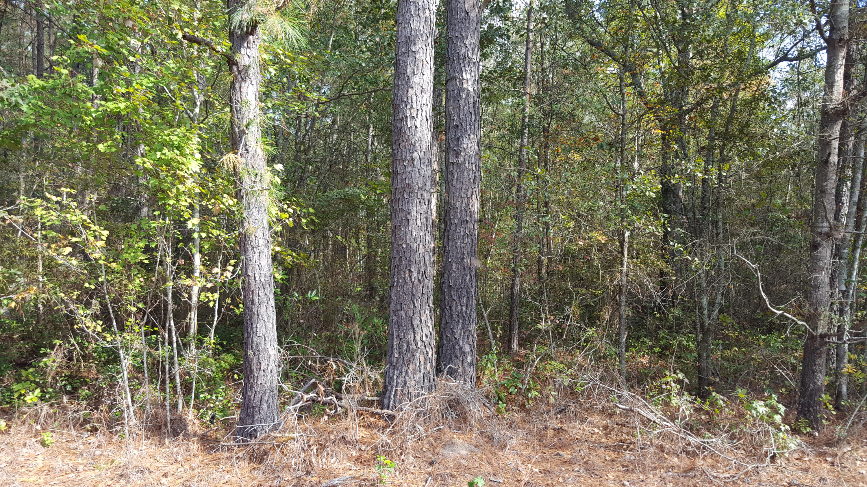O Maple Ridge Road Walterboro, SC 29488 - Photo 3 of 11 M-10