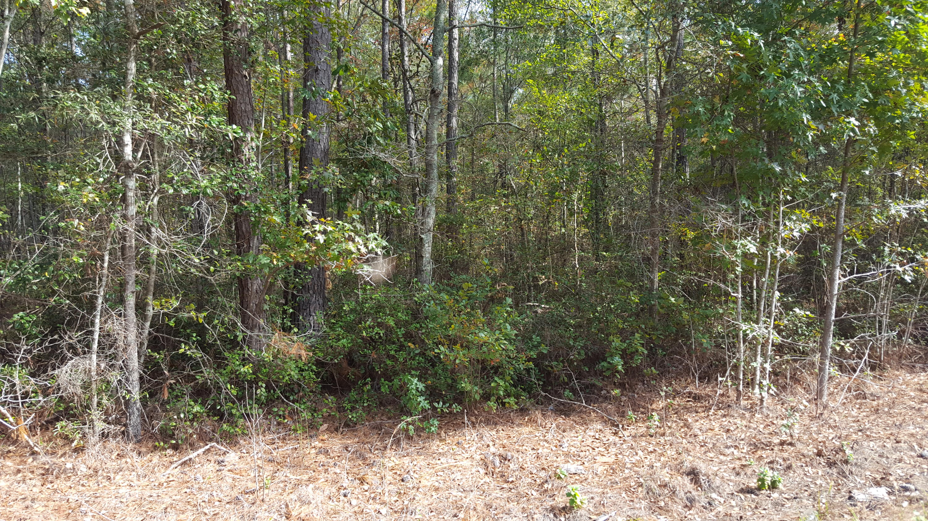 O Maple Ridge Road Walterboro, SC 29488 - Photo 4 of 11 M-11