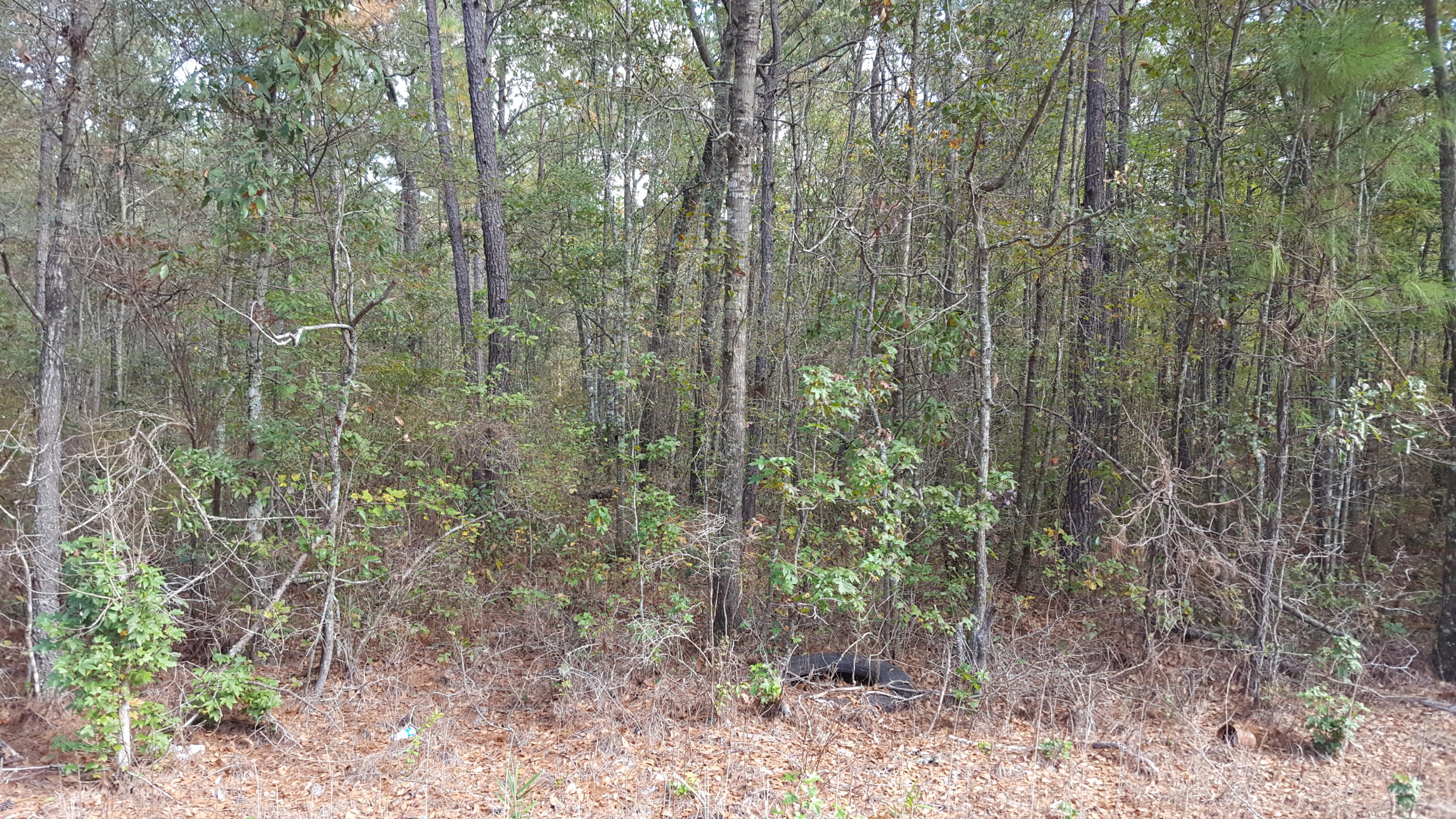 O Maple Ridge Road Walterboro, SC 29488 - Photo 8 of 11 M-7