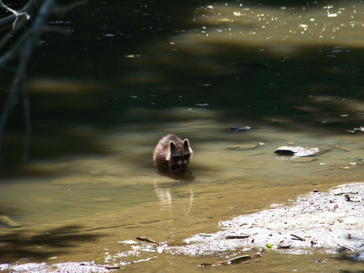 2056 Red House Road Richmond, KY 40475 - Photo 15 of 67 Bath time! Pretty cute little feller!