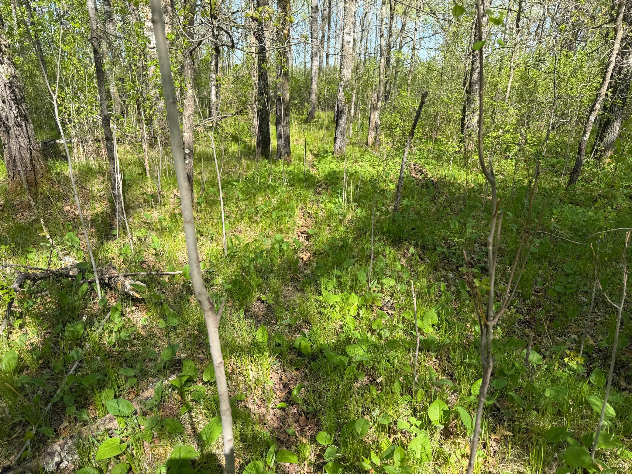 14 Sebeka Mn 56477 Sebeka, MN 56477 - Photo 57 of 79