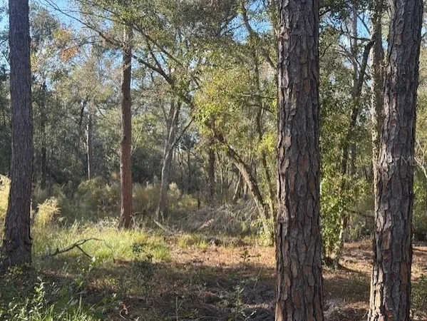 a view of a trees in a yard