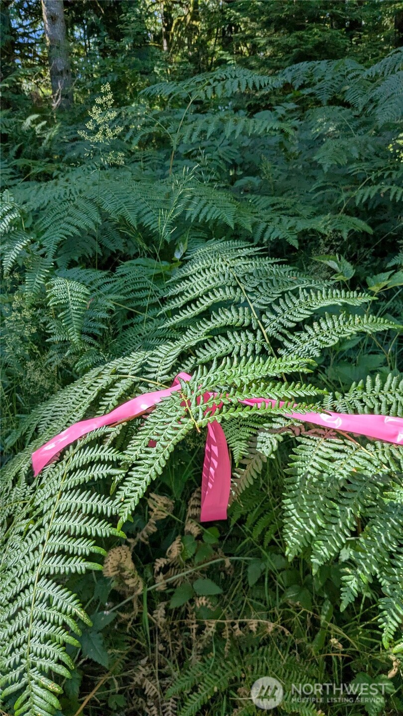 7521 Woods Lake Road Monroe, WA 98272 - Photo 3 of 6 a view of a yard with plants
