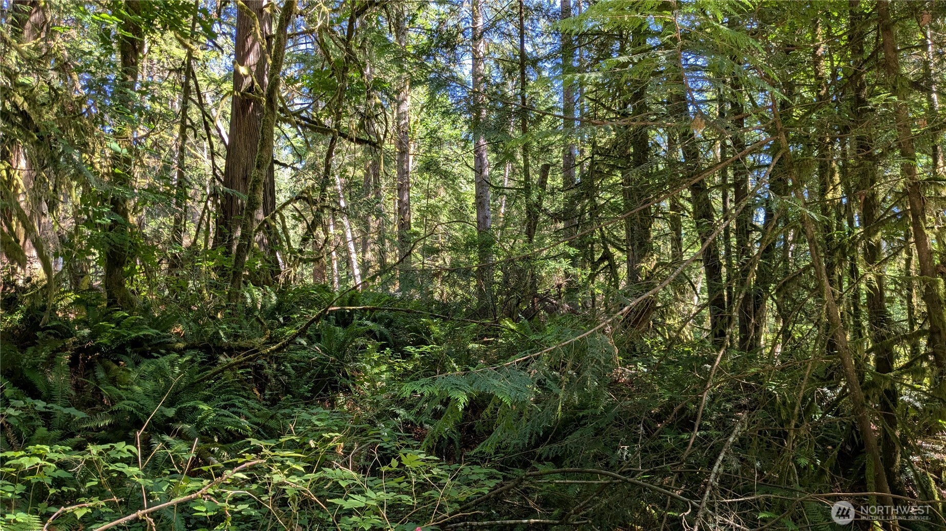 7521 Woods Lake Road Monroe, WA 98272 - Photo 5 of 6 a view of a lush green forest
