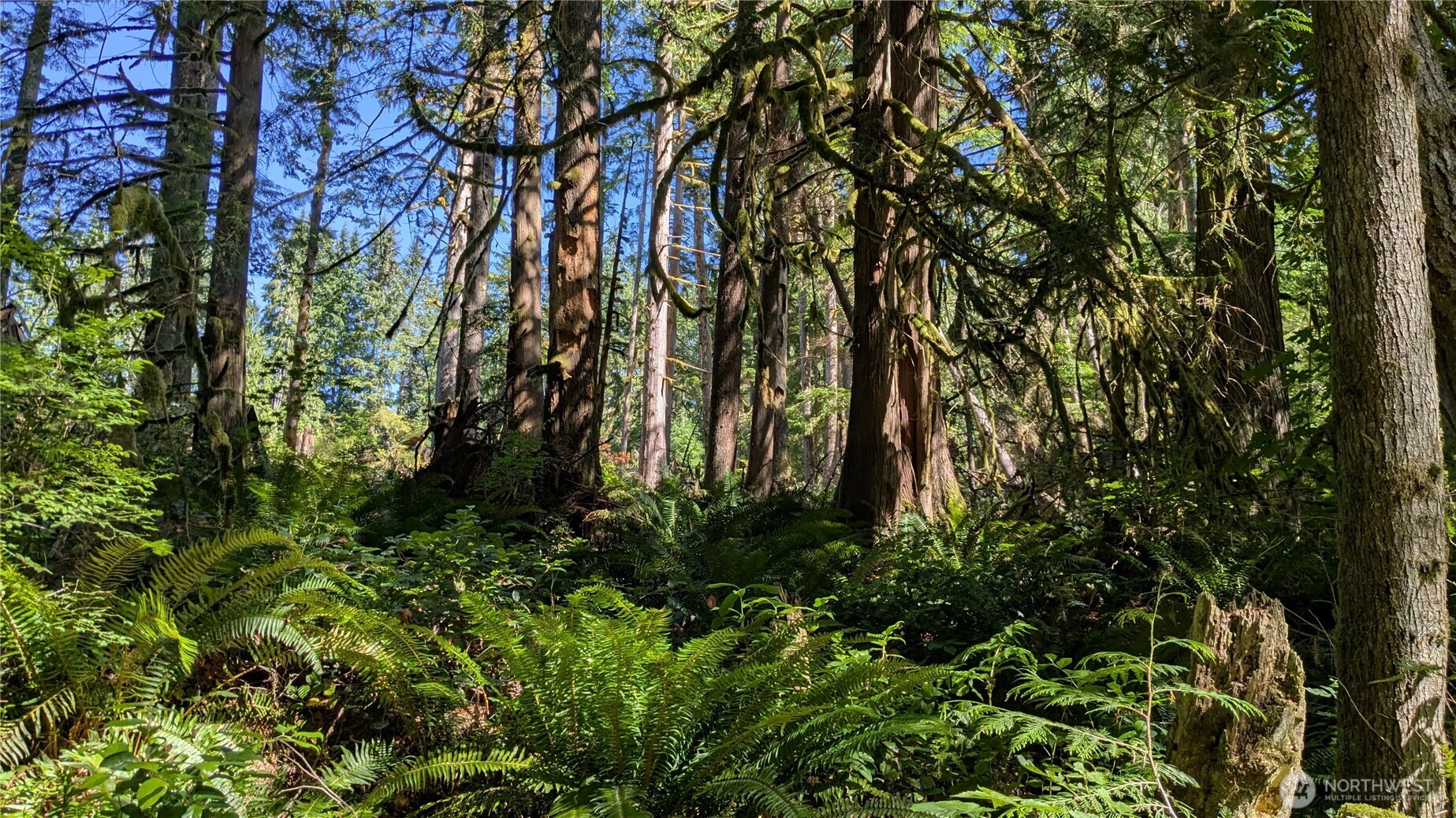 7521 Woods Lake Road Monroe, WA 98272 - Photo 6 of 6 a backyard of a house with lots of plants