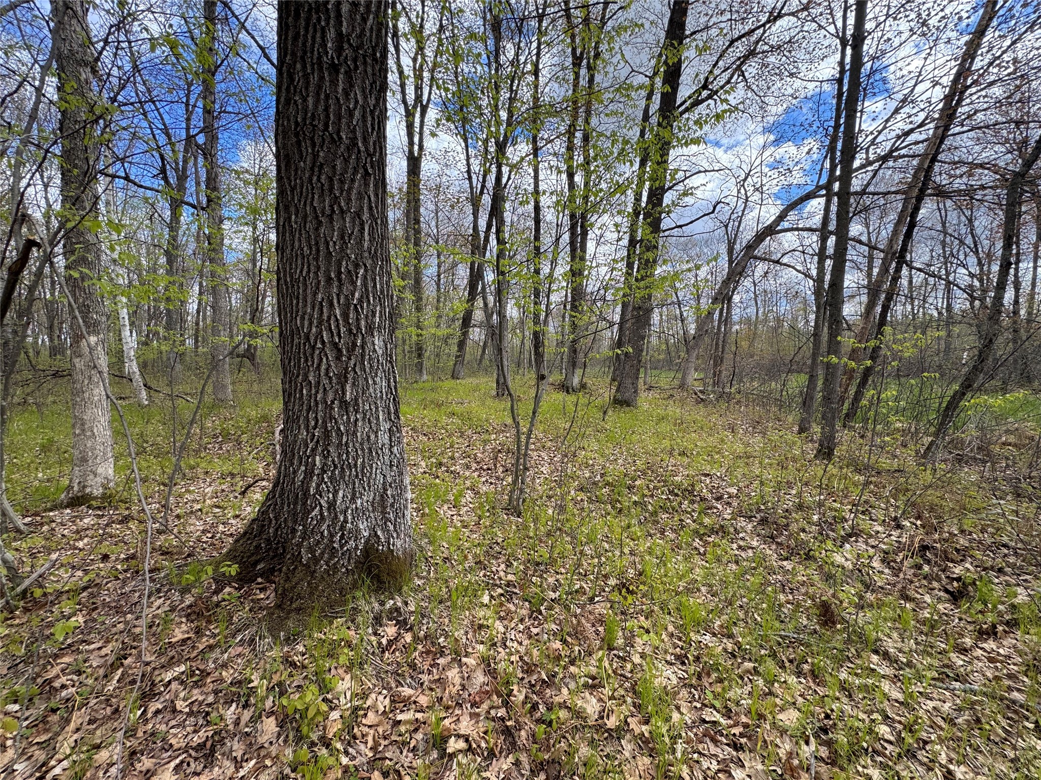 0 Ramer Road Bruce, WI 54819 - Photo 19 of 23