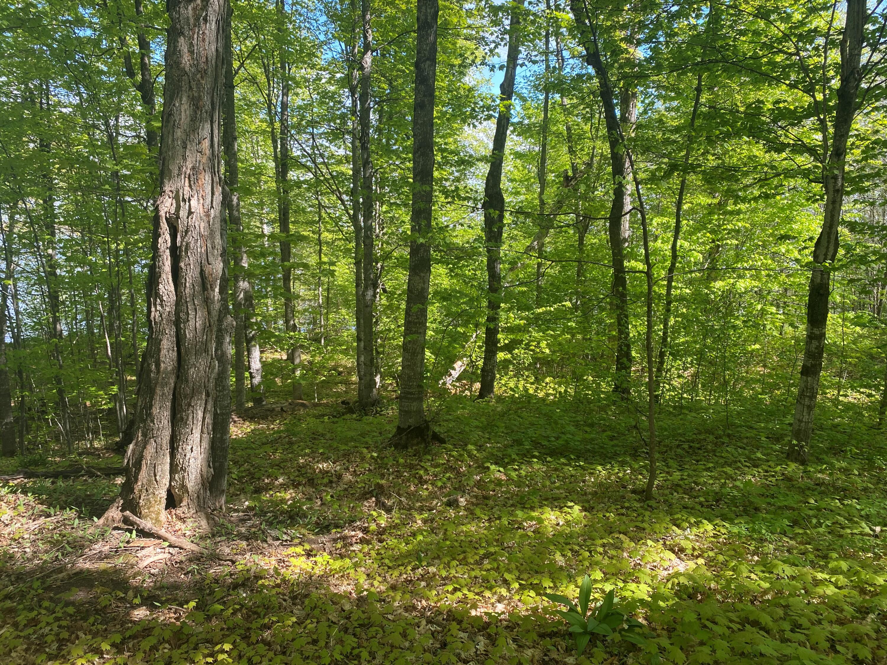 Lot 1 Needle Pointe Road Germfask, MI 49836 - Photo 7 of 20 Gallery Image 7