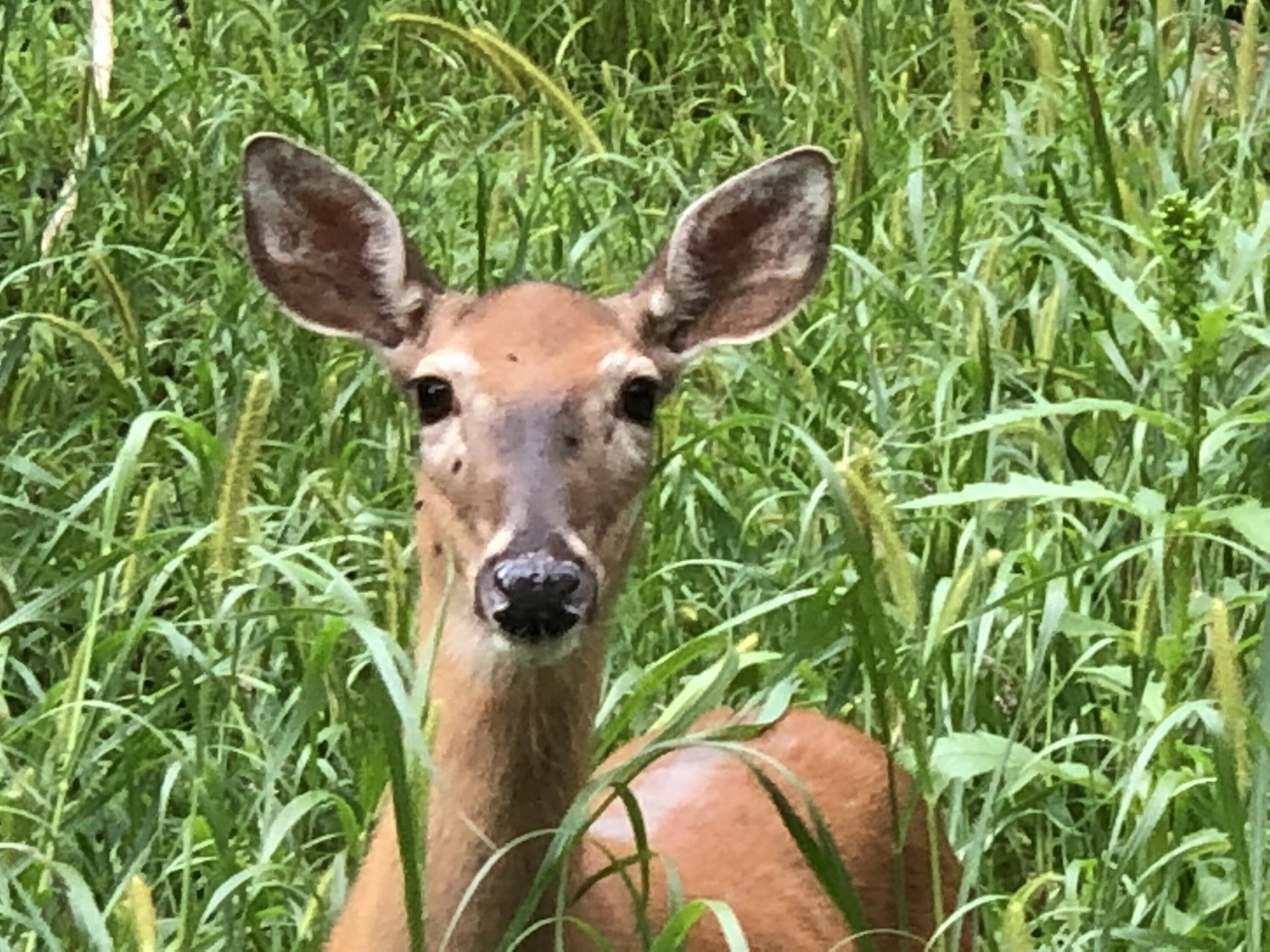 1260 4 Winds Way Hartland, WI 53029 - Photo 53 of 56 Wildlife right in your backyard