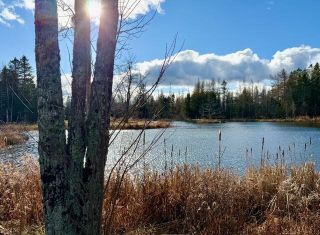 12 Morgan Road Pembroke, ME 04666 - Photo 19 of 102 IMG_4361