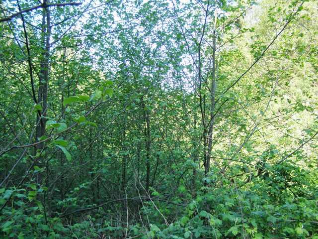 Tl#605 Latimer Road North Tillamook, OR 97141 - Photo 13 of 28 P5021227
