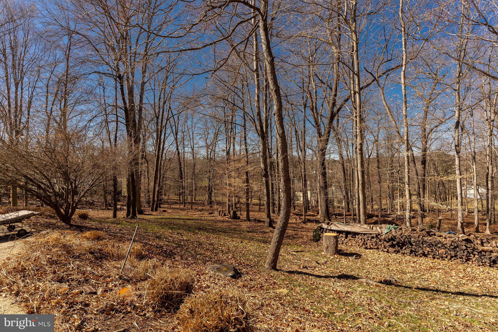 11000 Tara Road Potomac, MD 20854 - Photo 44 of 44 Expansive Private Wooded Backyard