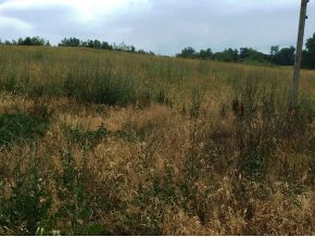 1800 Whirlwind Road Greeneville, TN 37743 - Photo 20 of 24 Good Pasture Land