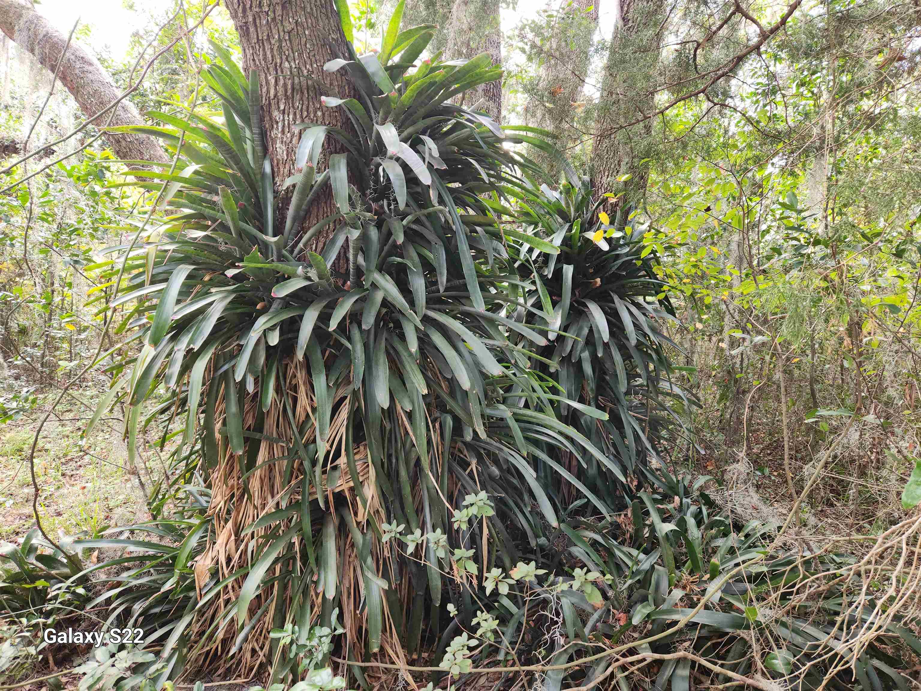 2890 Old Moultrie Road St. Augustine, FL 32086 - Photo 5 of 18 a close up of a plant in a forest