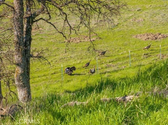 18920 Reeds Creek Road Red Bluff, CA 96080 - Photo 69 of 71