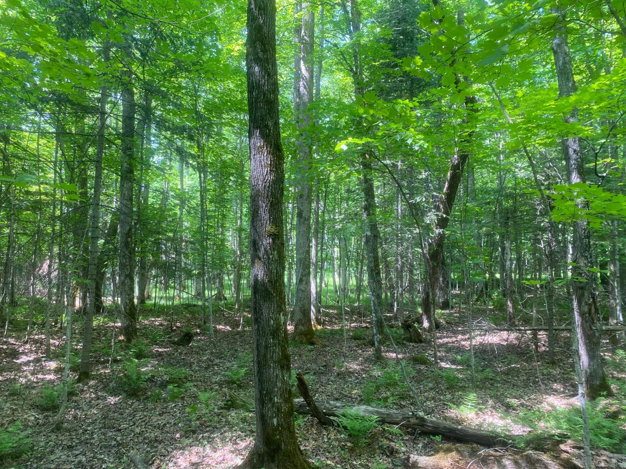 Tbd State Line Lake Road East, Unit 18 & 19 Marenisco, MI 49947 - Photo 20 of 27 Gallery Image 20