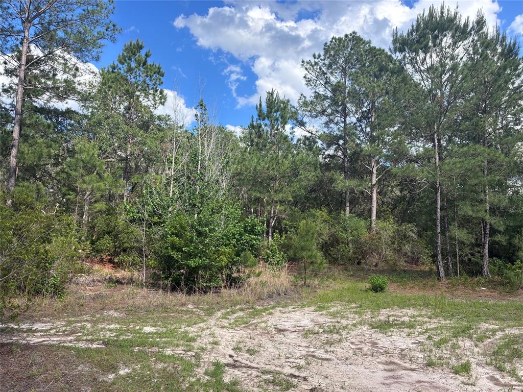 16464 Northeast 35th Avenue Road Citra, FL 32113 - Photo 4 of 6