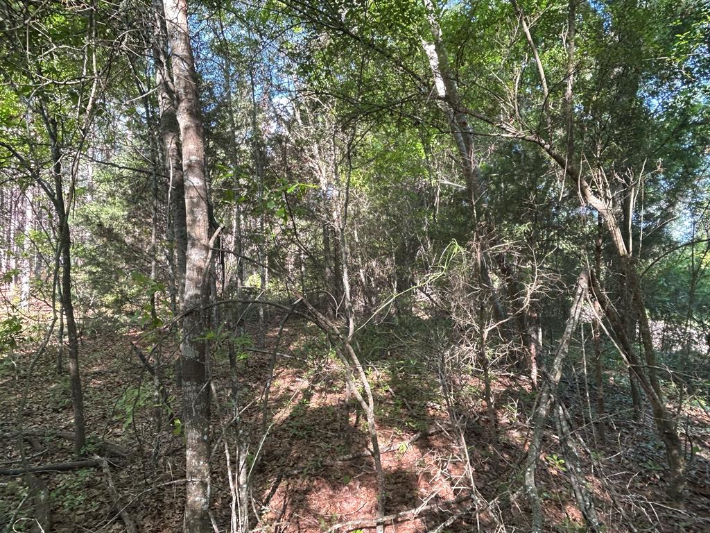Lot 6-3 -ac Cty Road Newville, AL 36353 - Photo 24 of 24