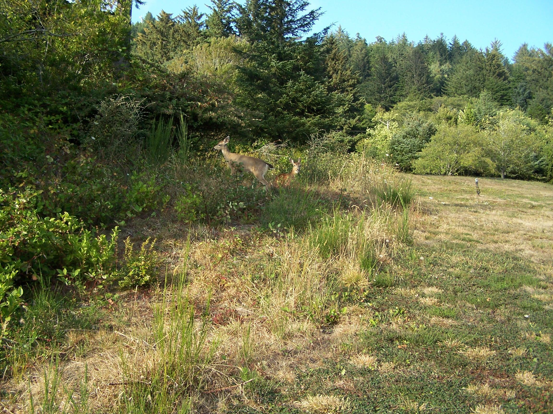 151 Combs Circle Yachats, OR 97498 - Photo 3 of 4 UPPER PART OF LOT