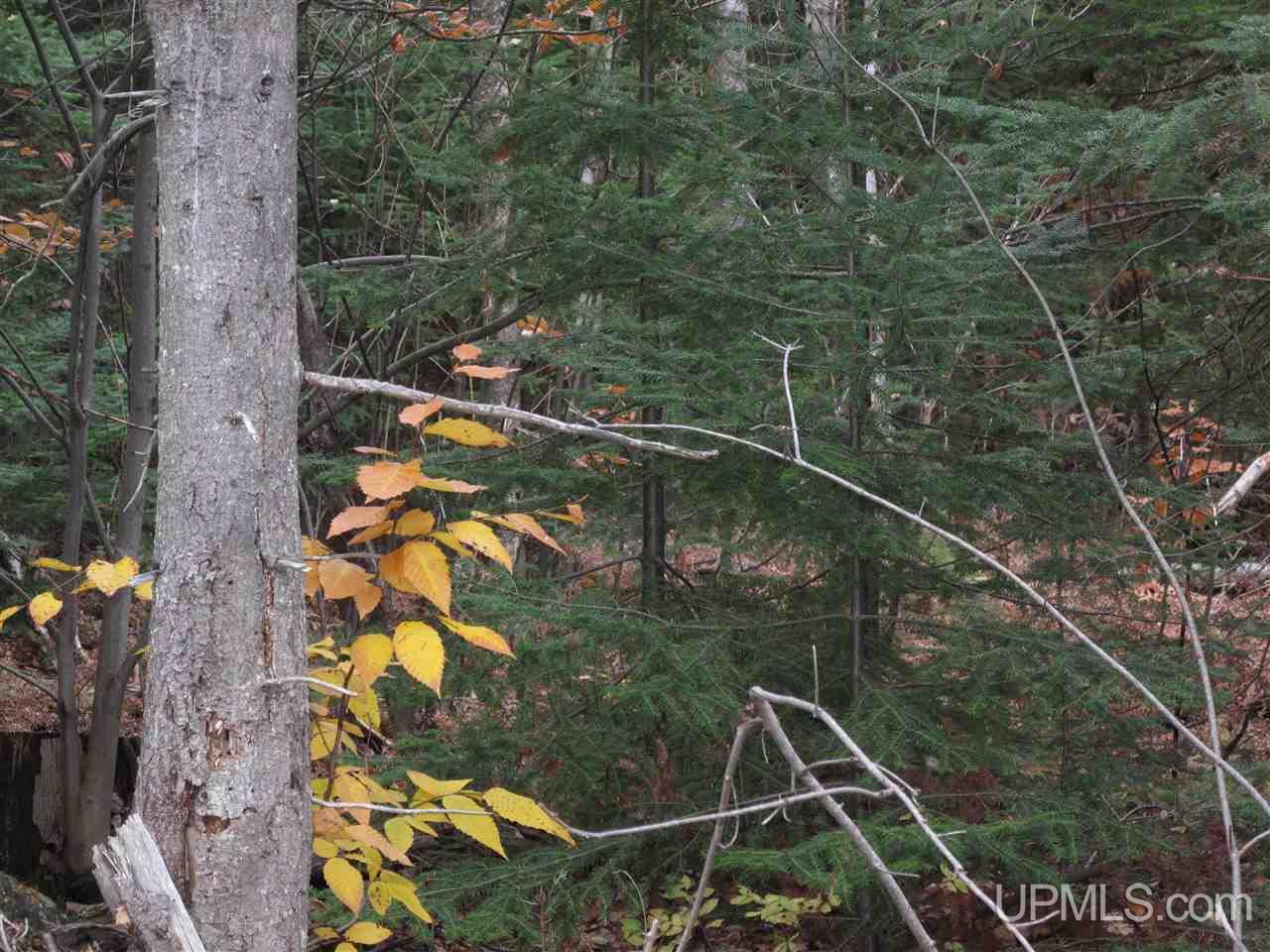 22405 Webb Road Grand Marais, MI 49839 - Photo 4 of 32 Gallery Image 4