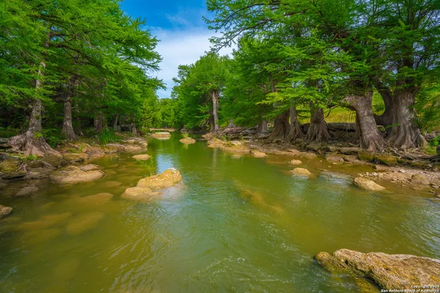 a view of a house with a yard and a large tree