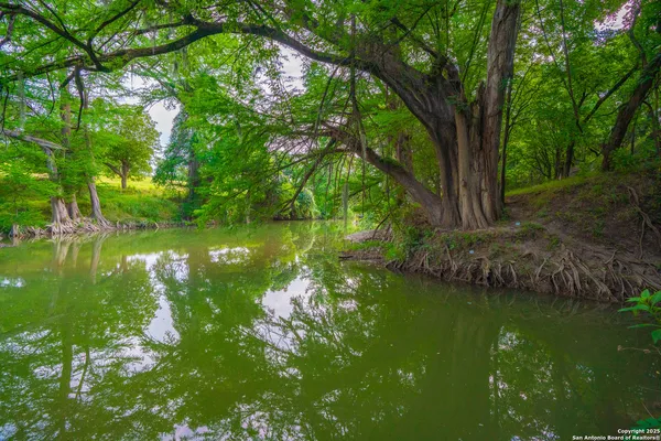 a view of a yard with a tree