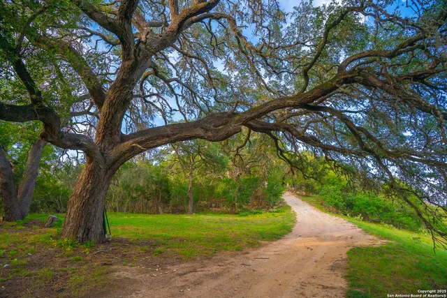 a view of a park with large trees