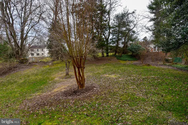 a view of a tree in a yard