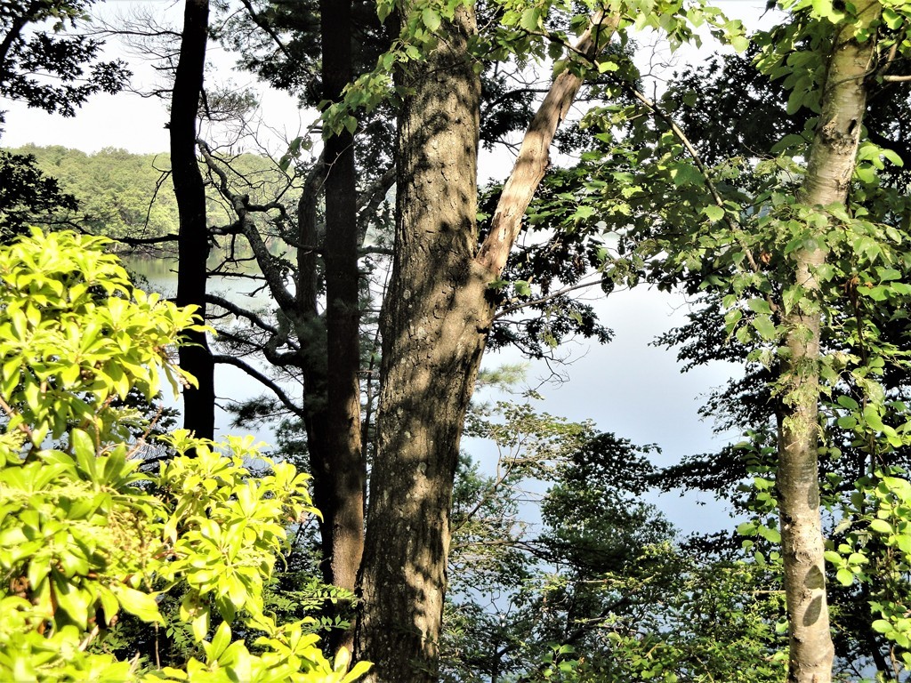 63 Lakeshore Road Natick, MA 01760 - Photo 1 of 30 a view of plant from a tree
