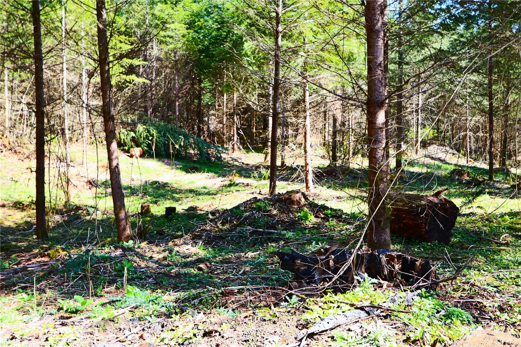 0 Haryu Road, Unit LOT A Longview, WA 98632 - Photo 5 of 16 a view of a garden