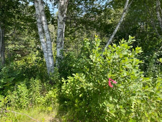 Lot 9 Wilcox Road Lubec, ME 04652 - Photo 9 of 29 IMG_5529