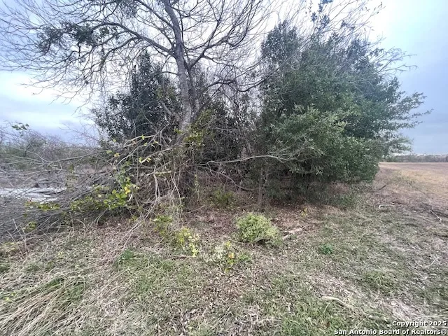 a view of a forest with trees in the background