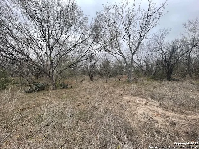 a view of a dry yard with trees