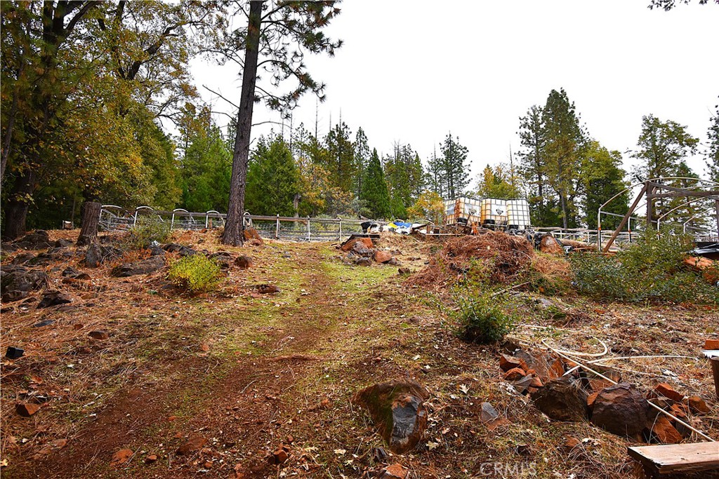 233 Renegade Road Oroville, CA 95966 - Photo 32 of 44 a view of a forest with trees