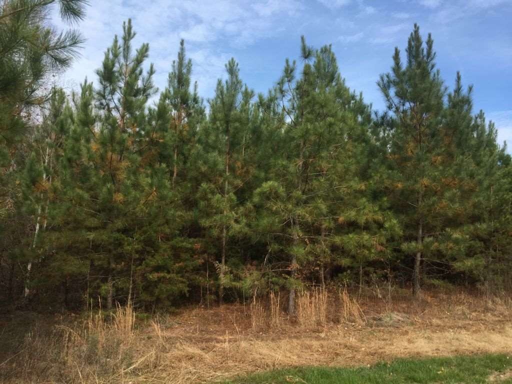 Bethesda Church Cemetery Road Ruffin, NC 27326 - Photo 11 of 12 Photo 11