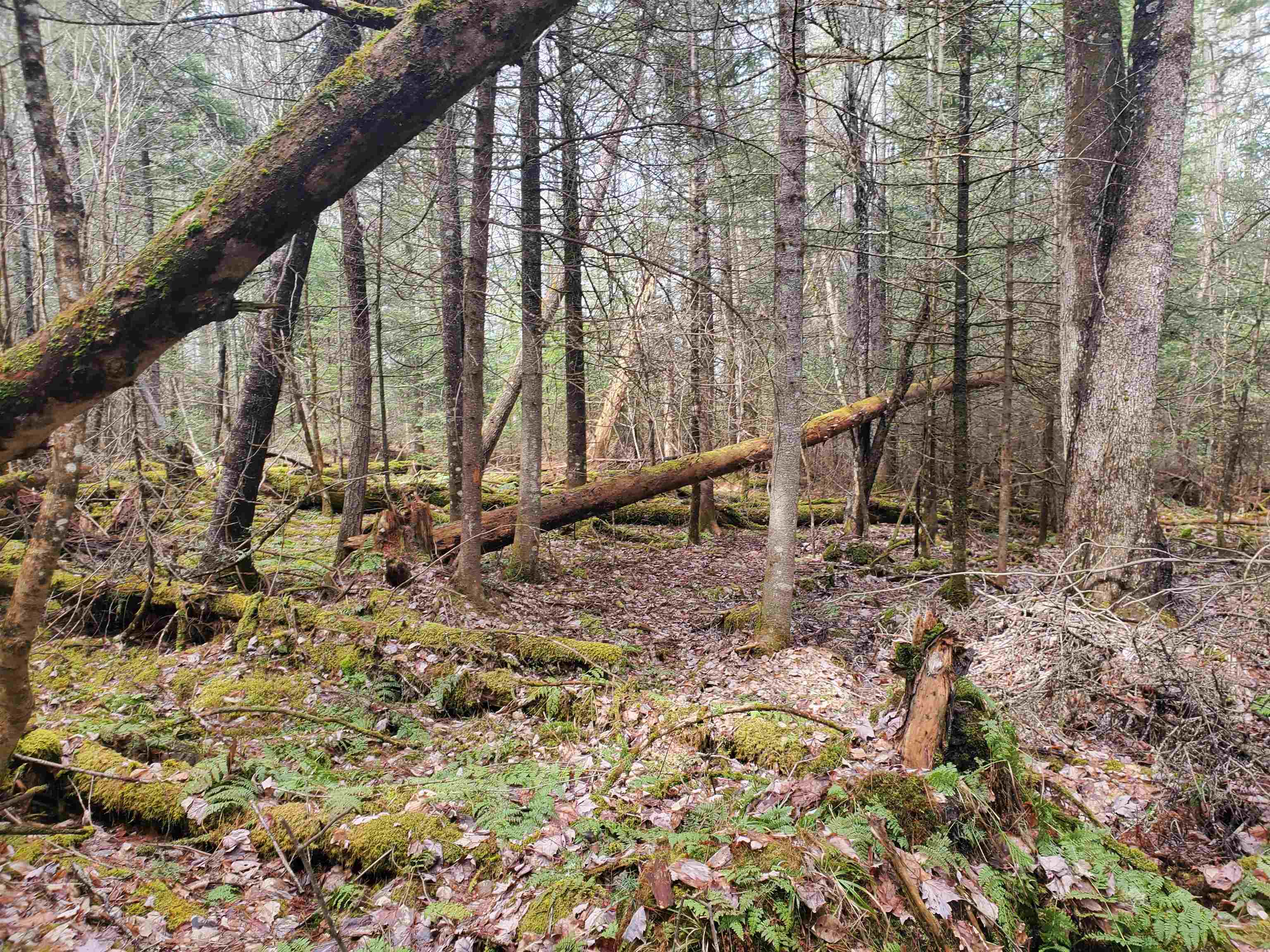 405-80 Cherry Valley Road Bethlehem, NH 03574 - Photo 12 of 22