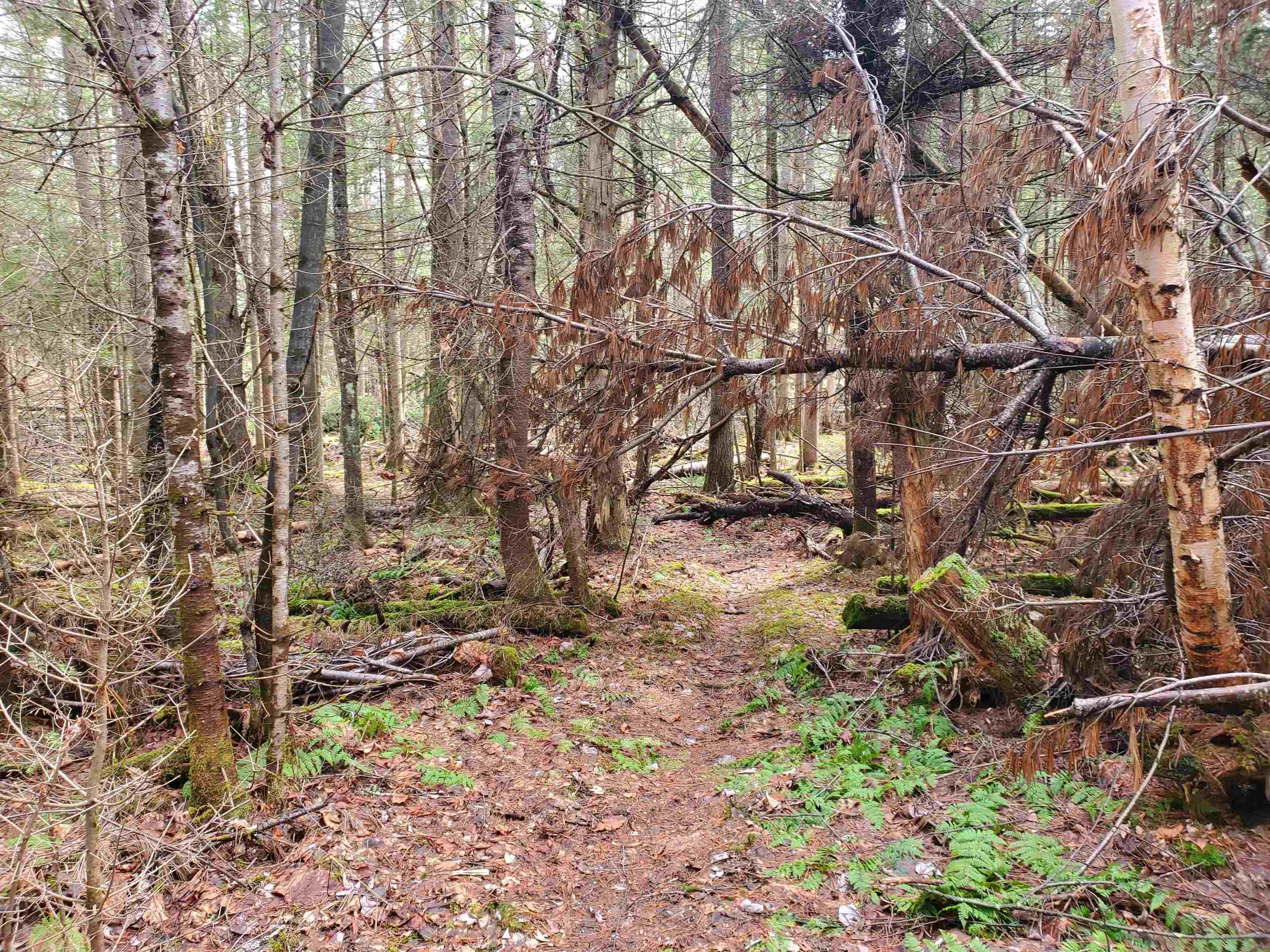 405-80 Cherry Valley Road Bethlehem, NH 03574 - Photo 17 of 22