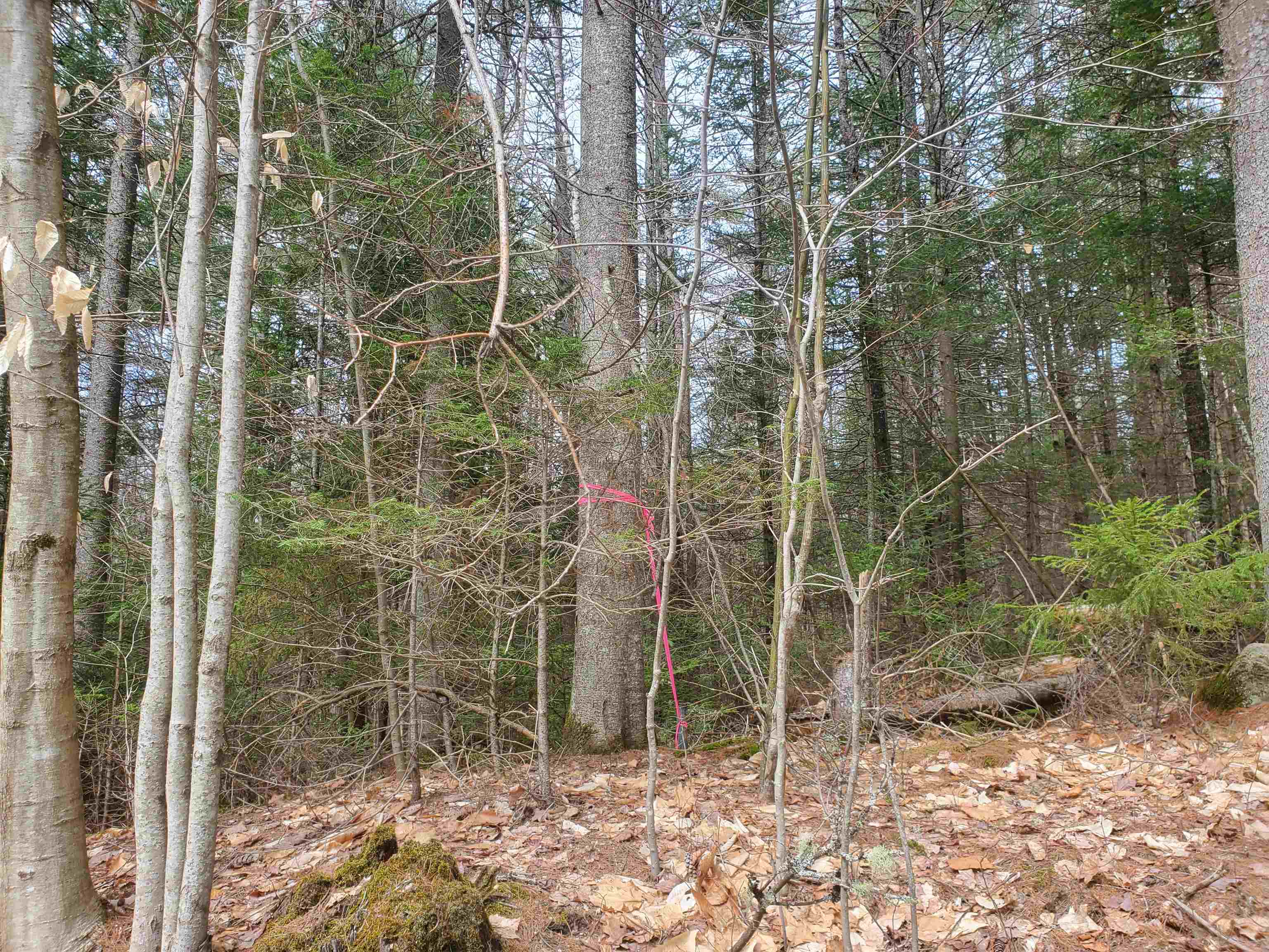 405-80 Cherry Valley Road Bethlehem, NH 03574 - Photo 20 of 22