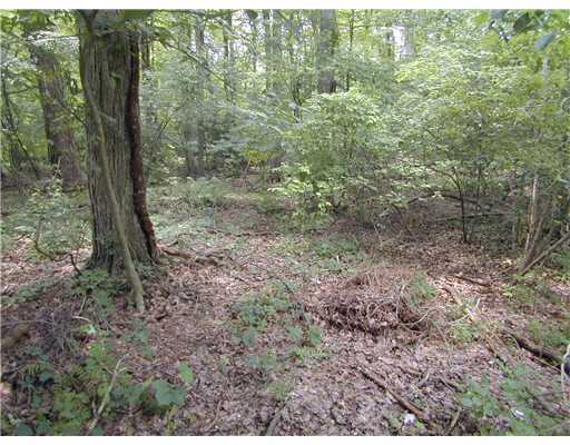 0 Half Mile Road, Unit 1 Darien, CT 06820 - Photo 2 of 7 a view of a forest that has large trees