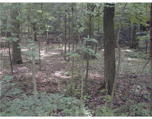 0 Half Mile Road, Unit 1 Darien, CT 06820 - Photo 4 of 7 a view of a forest that has large trees