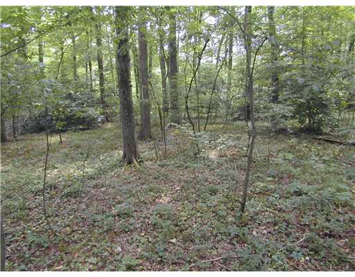 0 Half Mile Road, Unit 1 Darien, CT 06820 - Photo 6 of 7 a view of a forest with trees in the background