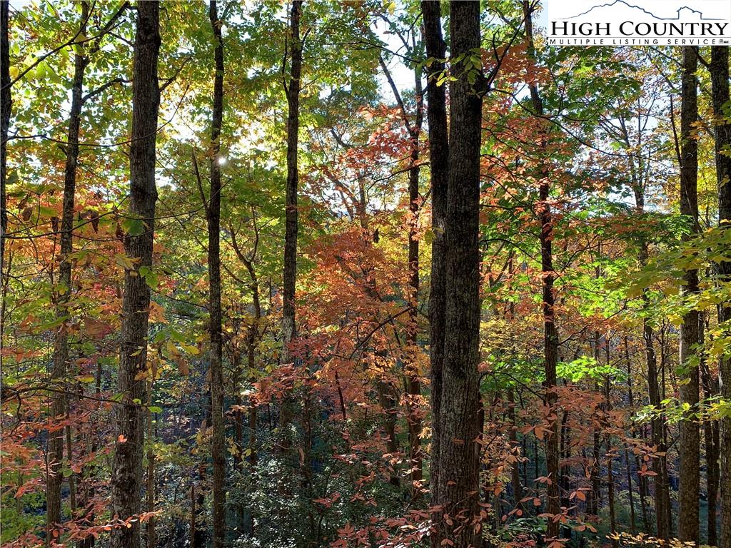 117 Horseshoe Ridge Road East Deep Gap, NC 28618 - Photo 12 of 50 a view of forest
