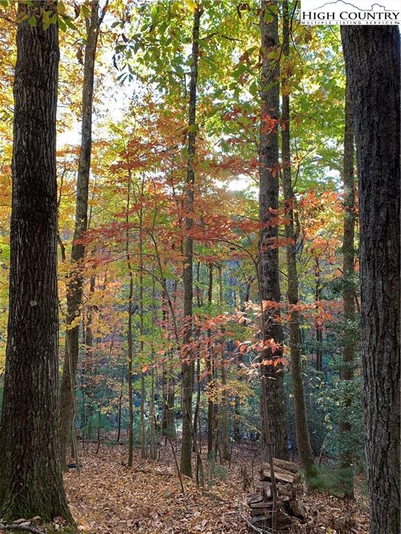 117 Horseshoe Ridge Road East Deep Gap, NC 28618 - Photo 16 of 50 a view of a forest filled with trees