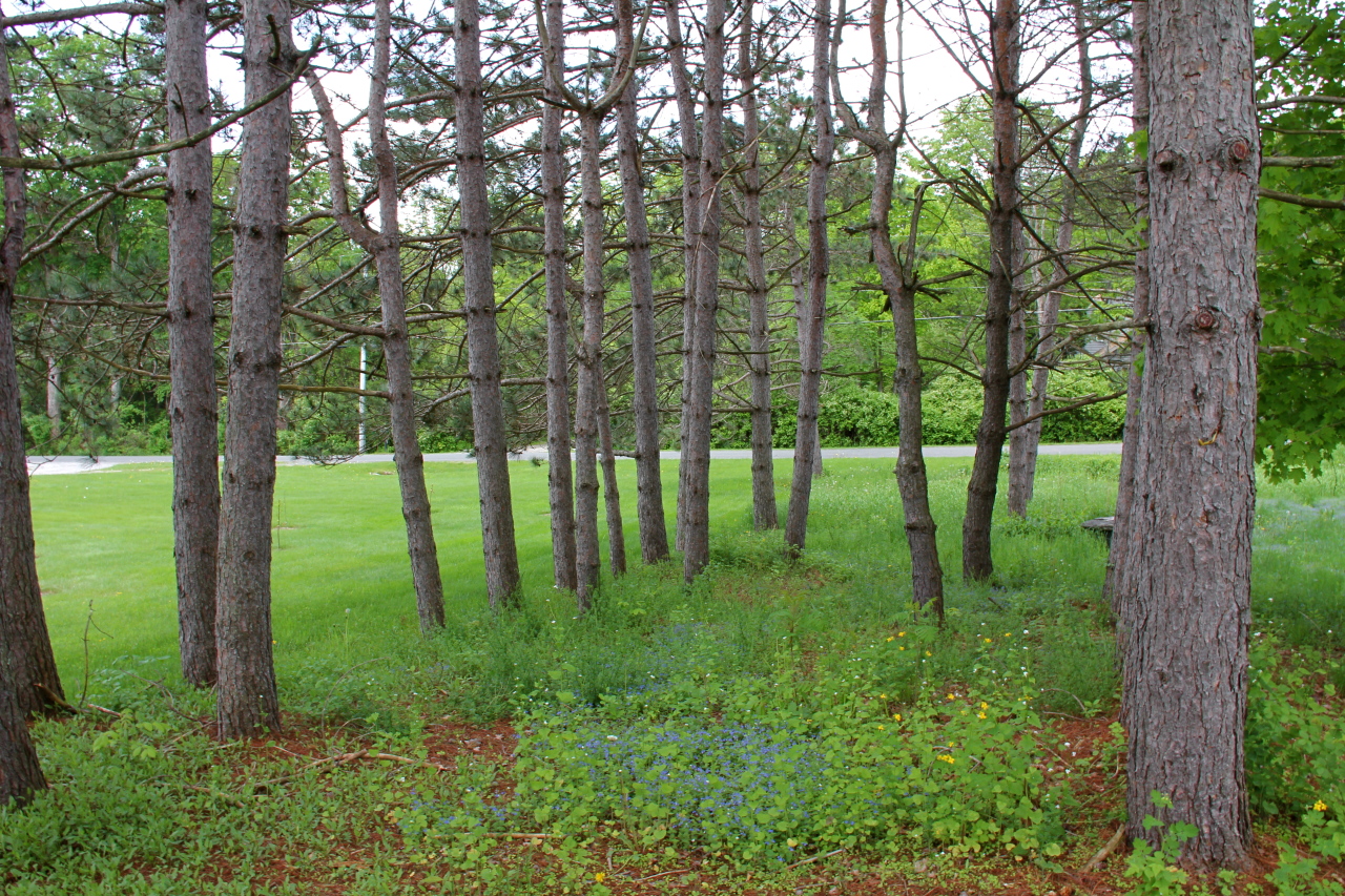 8 Cone Hill Road West Stockbridge, MA 01266 - Photo 36 of 38 Trees