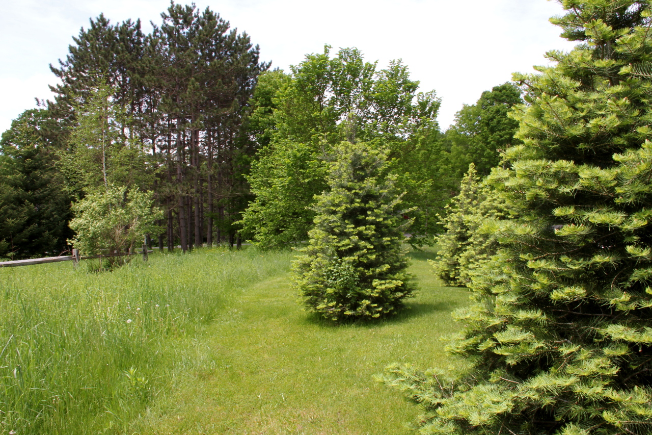 8 Cone Hill Road West Stockbridge, MA 01266 - Photo 37 of 38 Trees