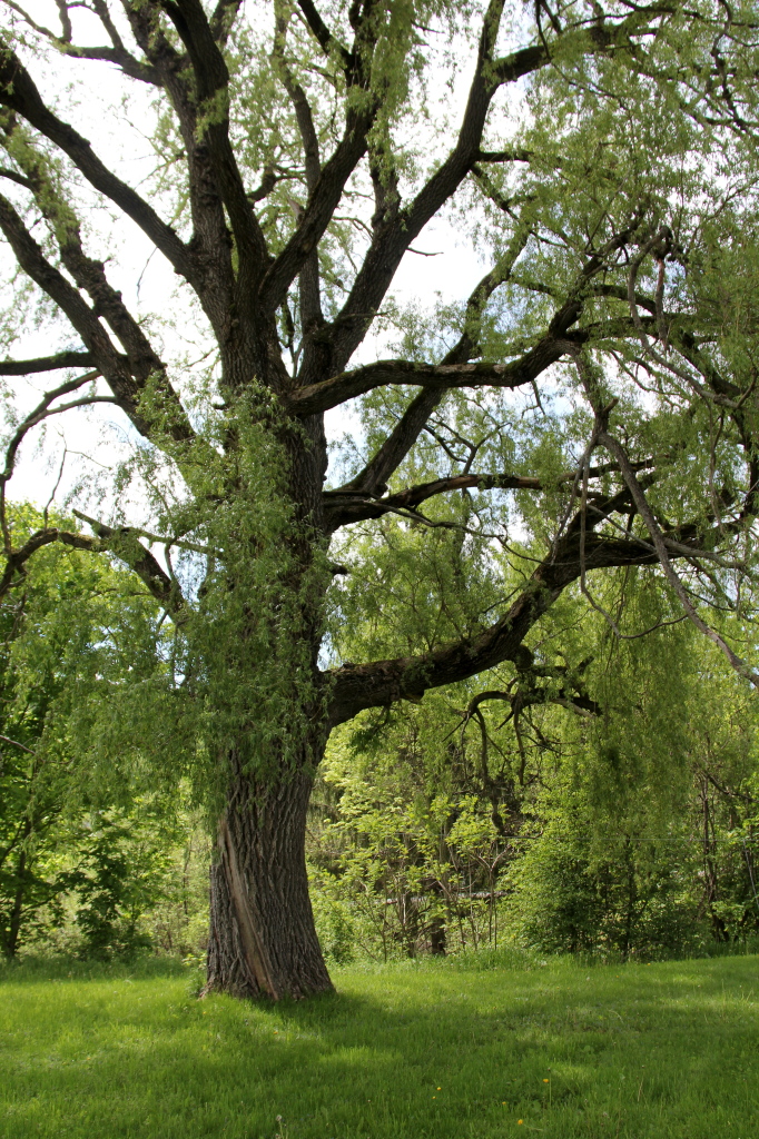8 Cone Hill Road West Stockbridge, MA 01266 - Photo 10 of 38 tree